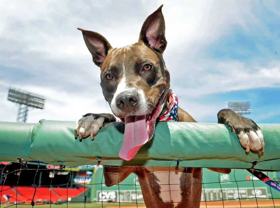 Dog Day at Fenway [06/27/16]