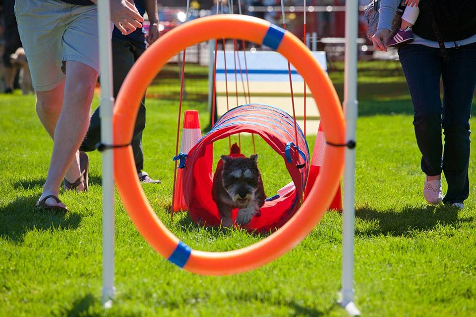 Somerville Dog Festival [09/11/16]