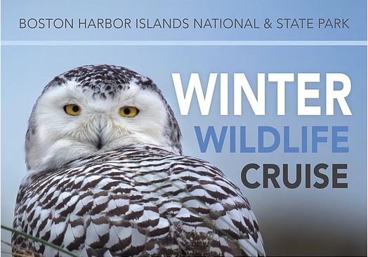 winter wildlife cruise boston