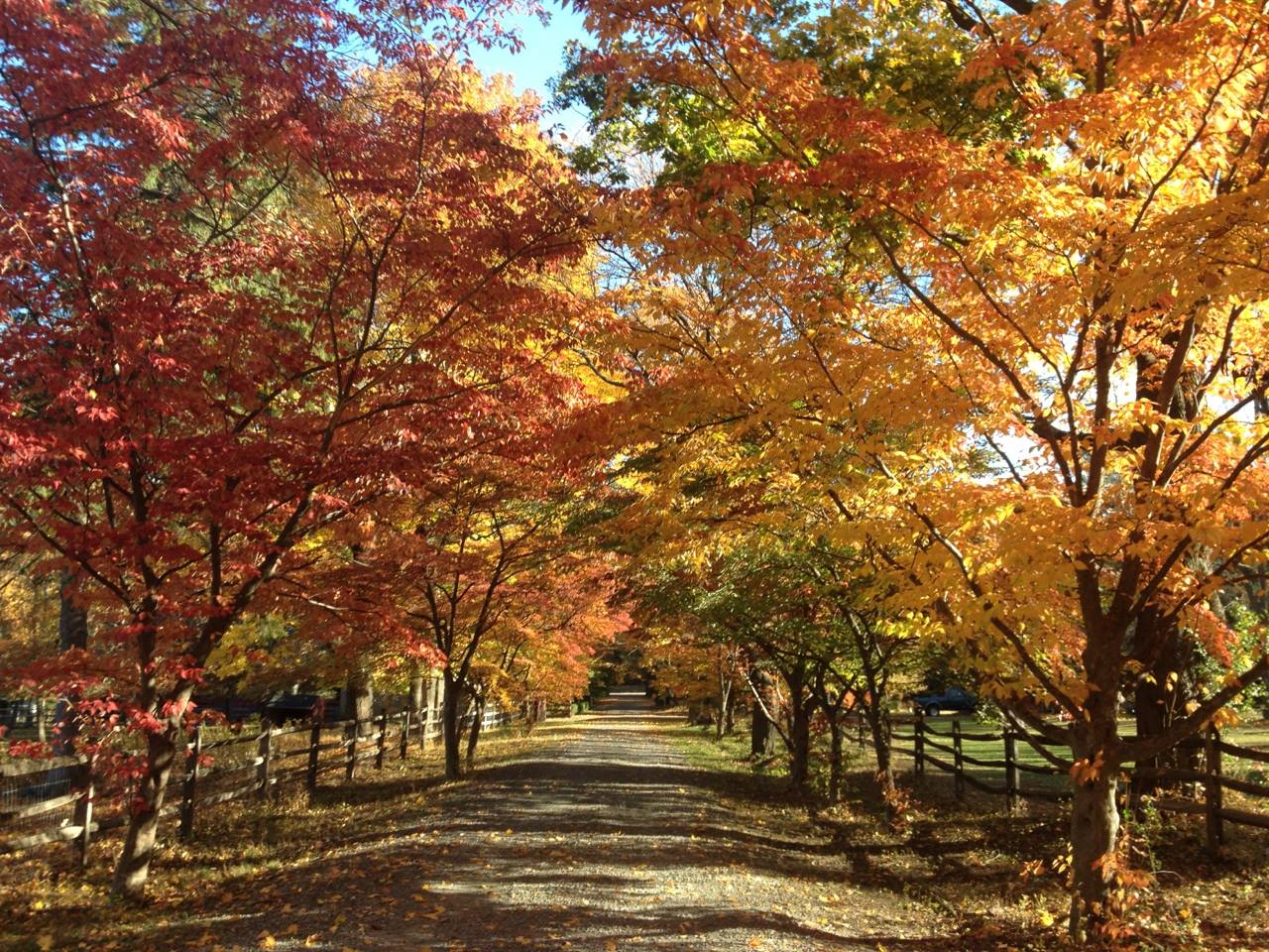 Blue Hills Fall Foliage at Eustis Estate [11/03/18]