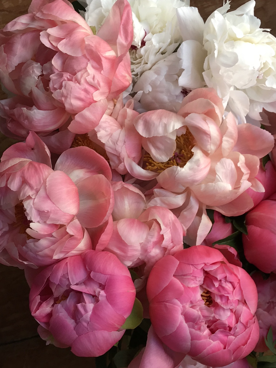 Posh Peonies Power Of A Flower 05 22 19
