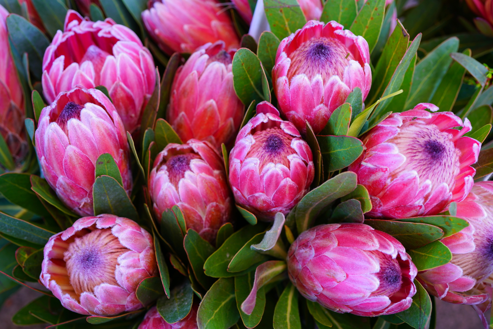 Powerful Proteas Power of a Flower [11/06/19]