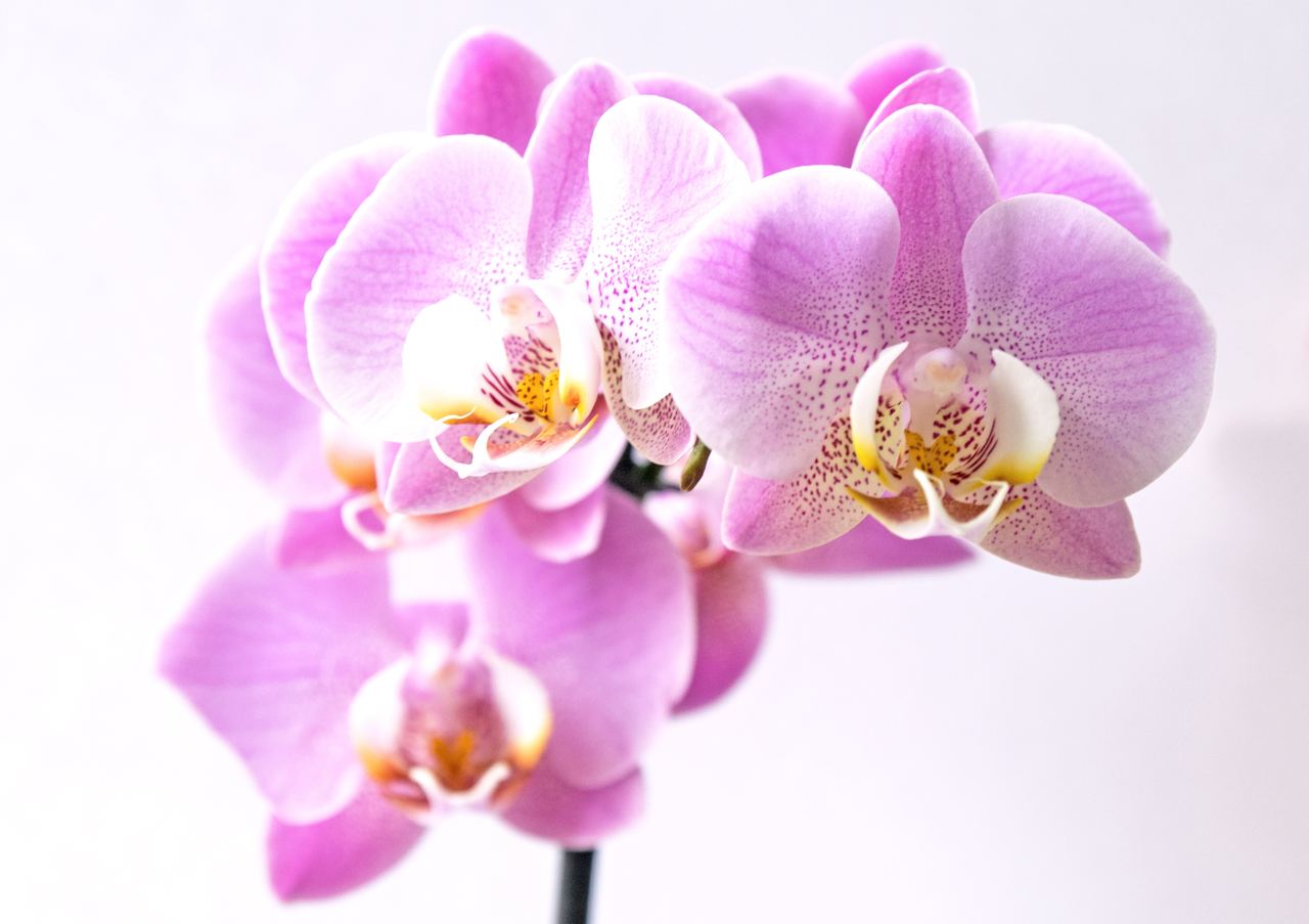 Ooh La La Orchids Power Of A Flower 12 11 19