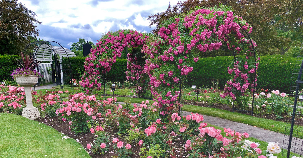 https://www.thebostoncalendar.com/system/events/photos/000/283/500/large/boston_rose_garden.jpg?1560765946