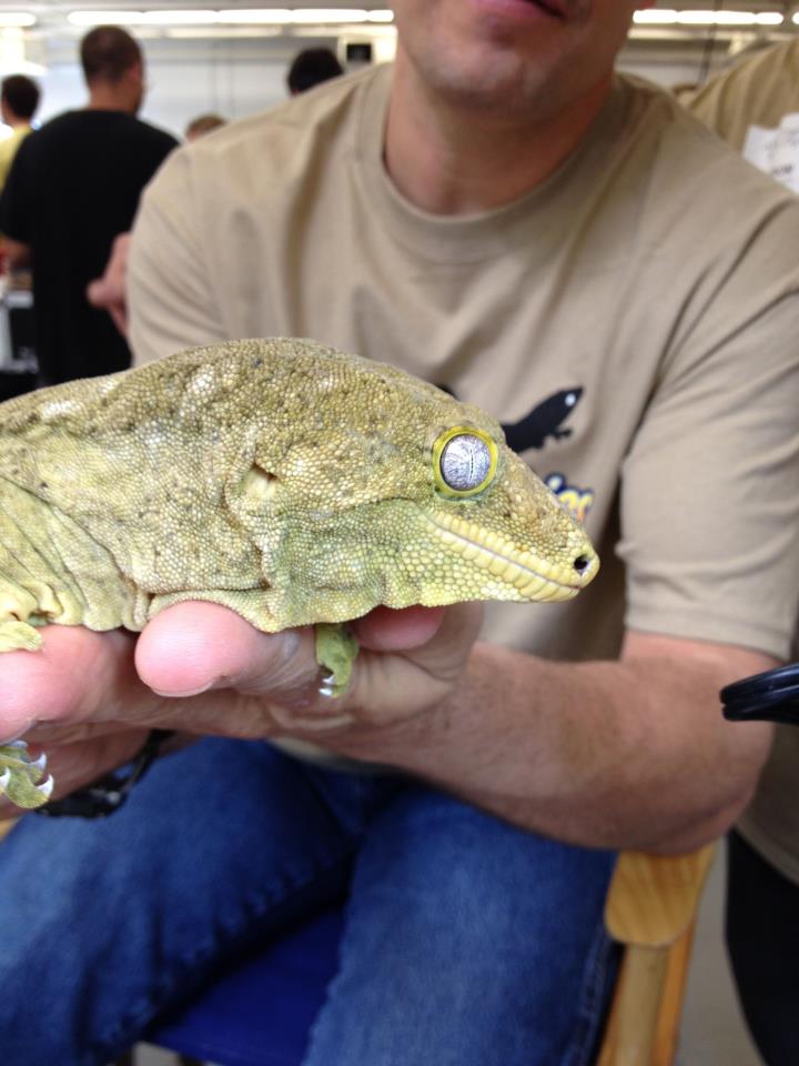 reptile expo reptile expo