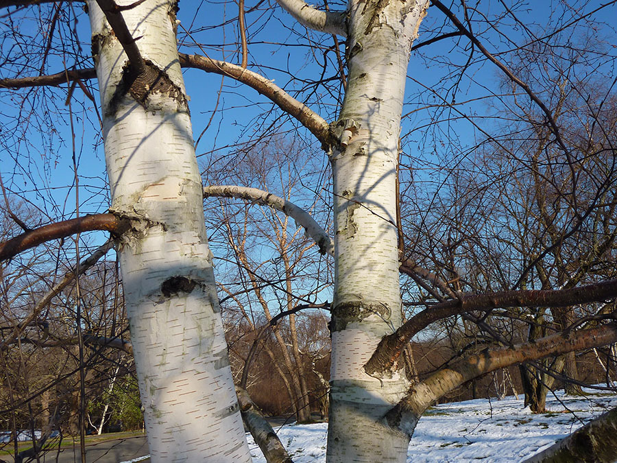 Guided Tour The Bare Essentials Winter Trees 12 07 19