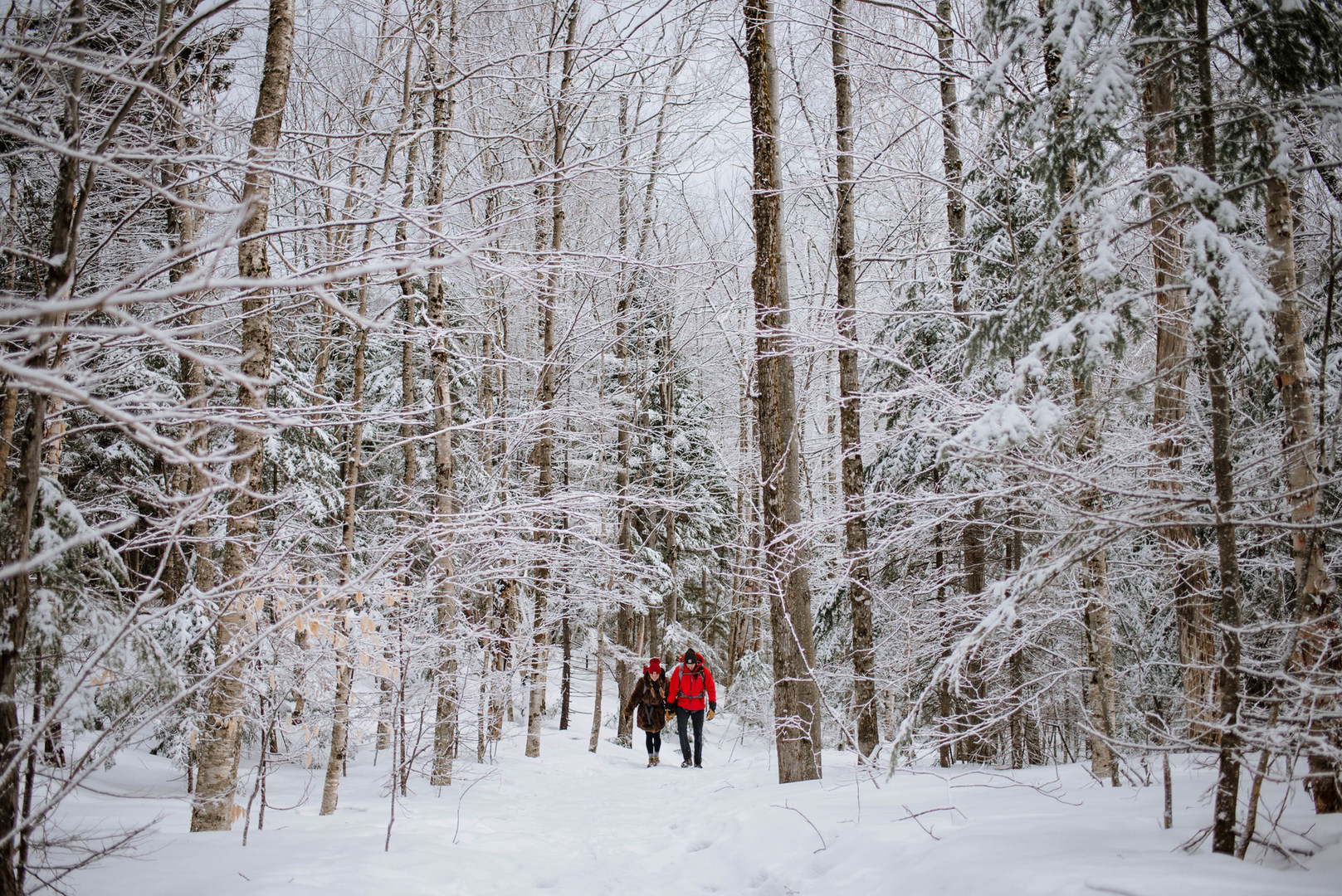 Beginner Snowshoe Adventure