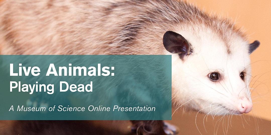 Live Animals: Playing Dead [08/20/20]