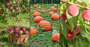 Pumpkin___apple_picking_nearish_to_boston