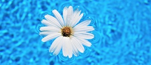 Summer_splash_essential_arranging_class_cool_blue_pool_-_cass_school_if_floral_design_-_www.cassflowers.com