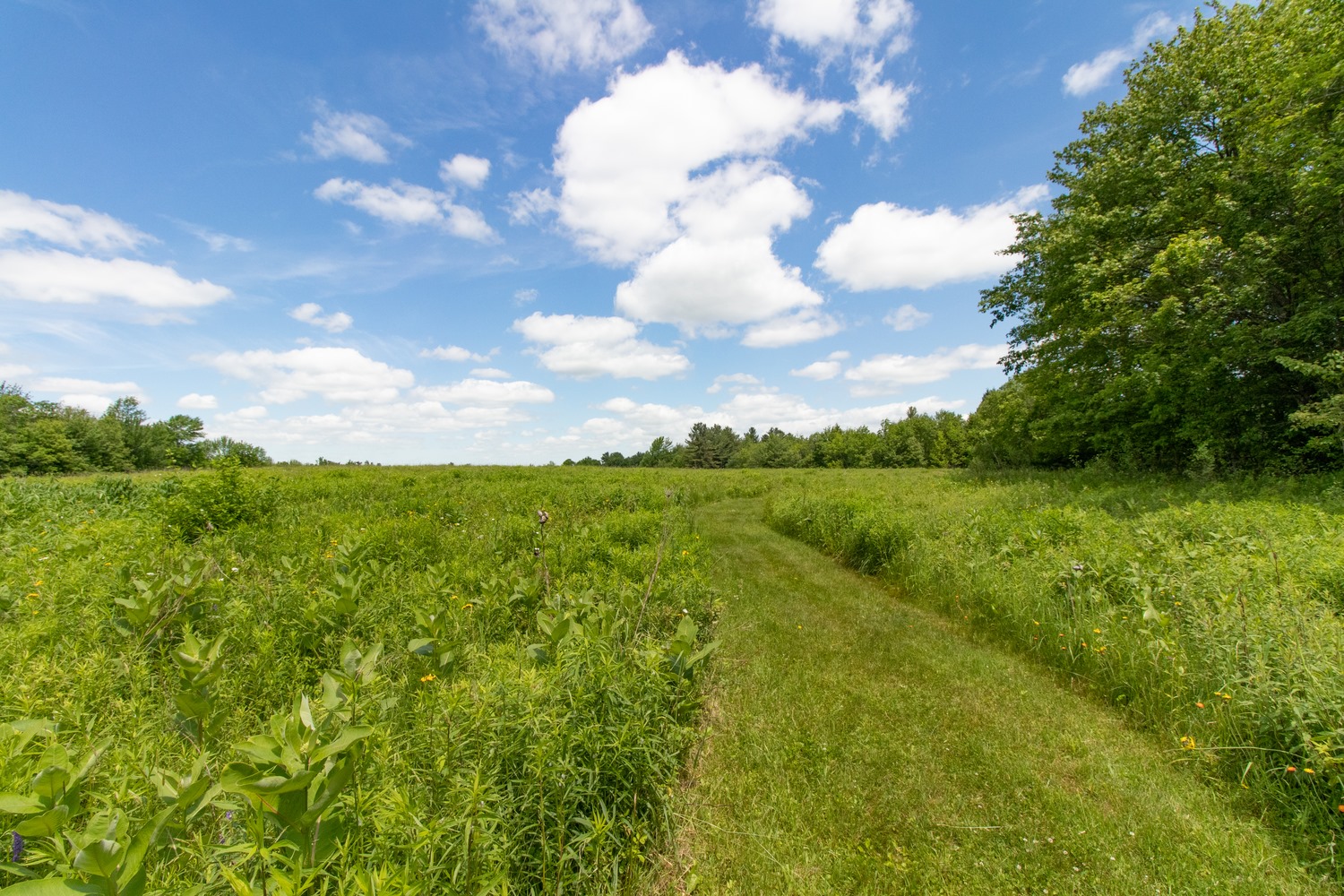 Guided Snowshoe Walk [01/15/22]